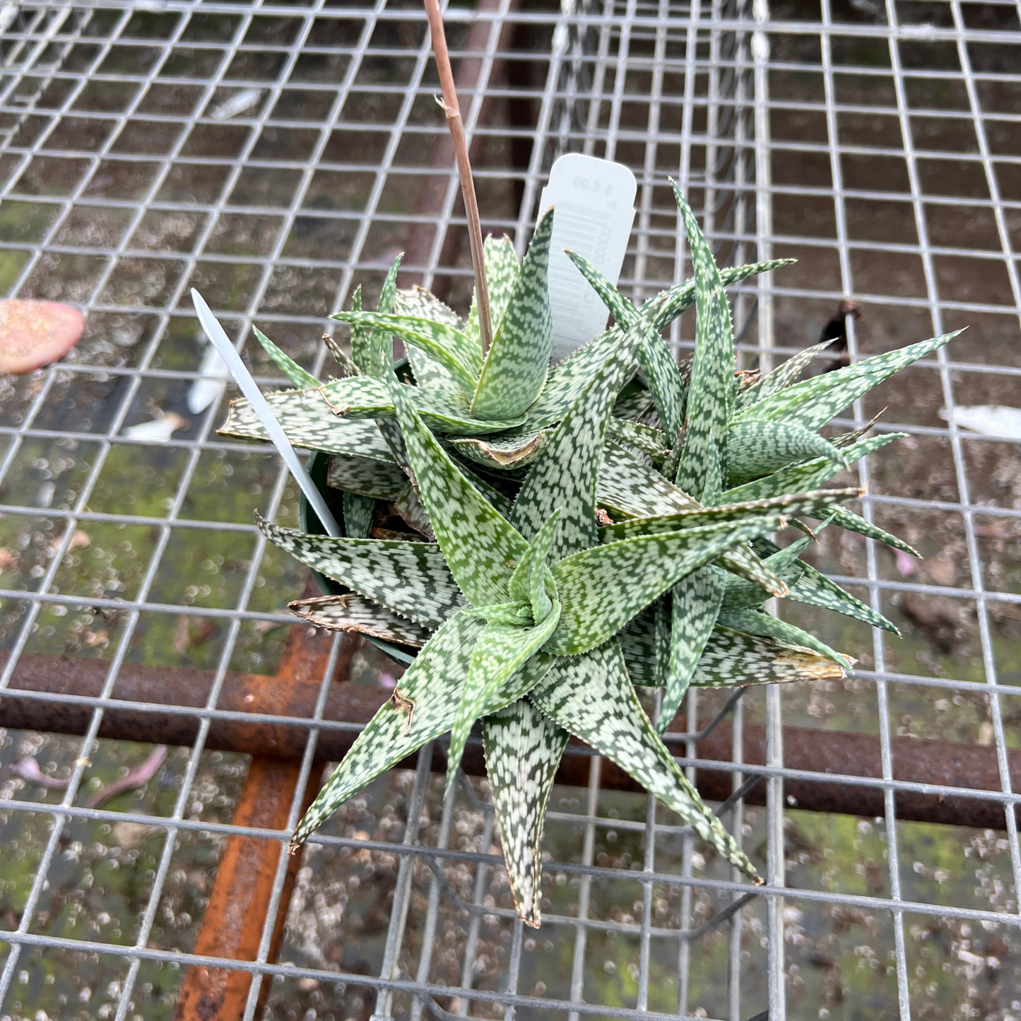 Aloe White Beauty