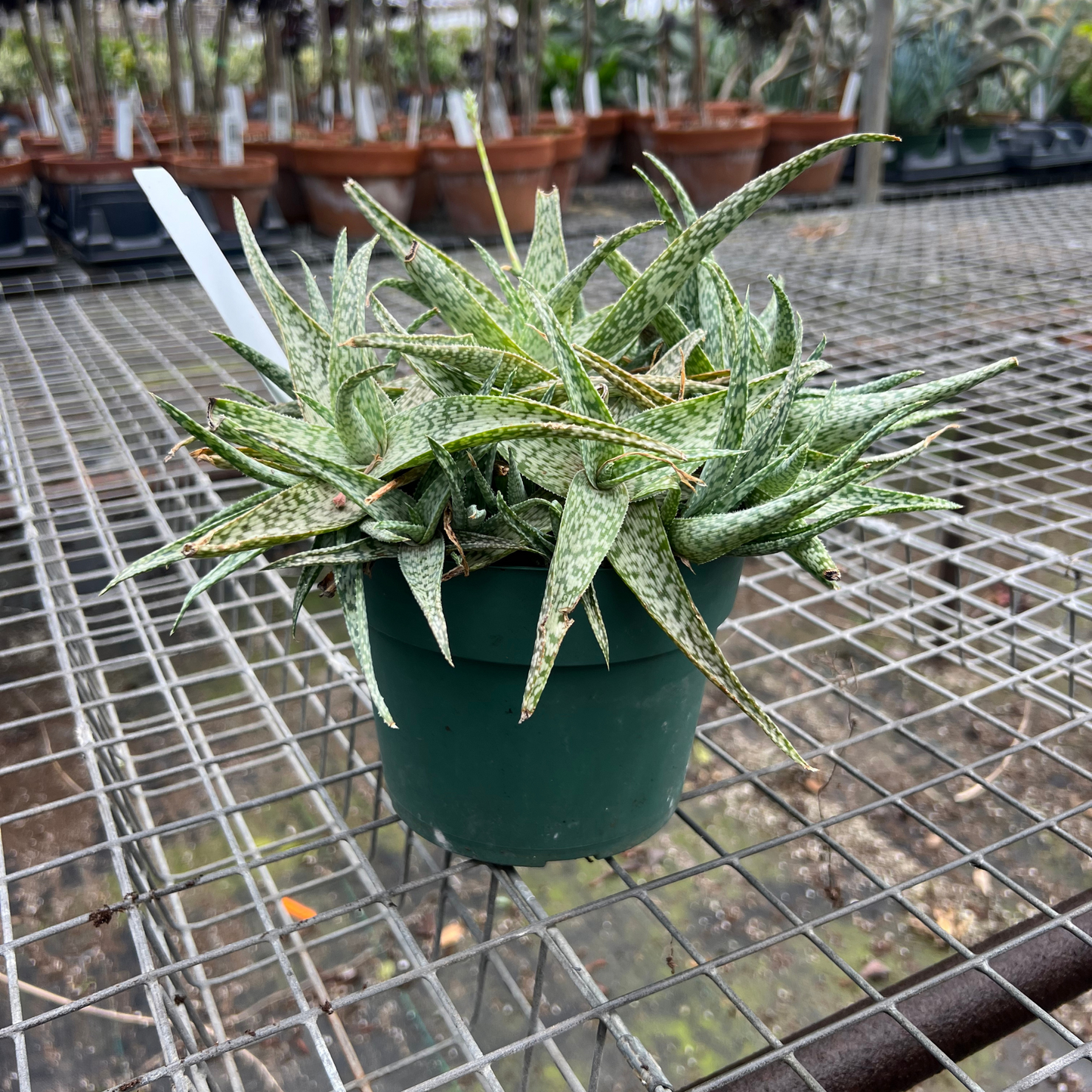 Aloe White Beauty