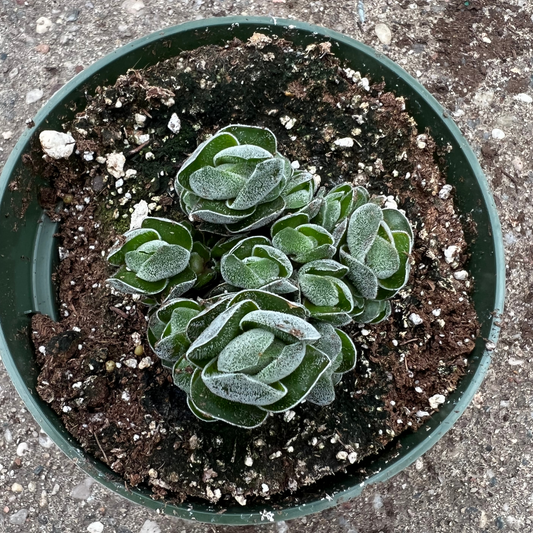 Crassula Pangolin