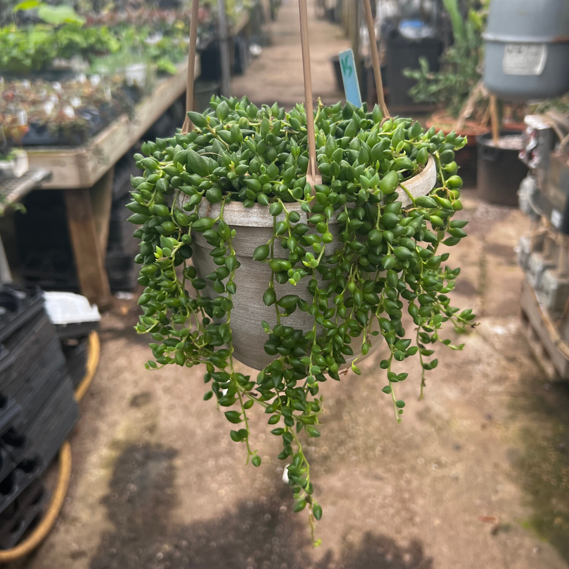string of tears succulent String of Tears – Fantastic Gardens