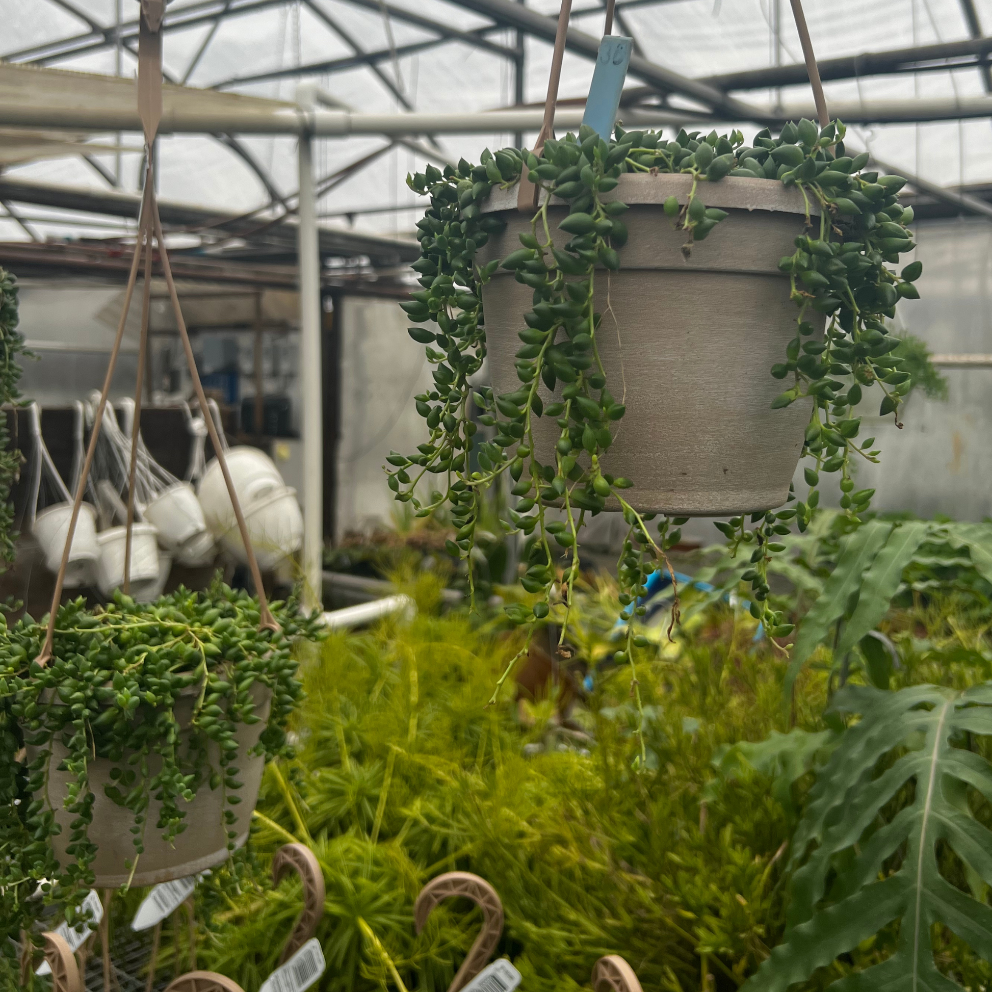 stringy hanging plant String of Tears