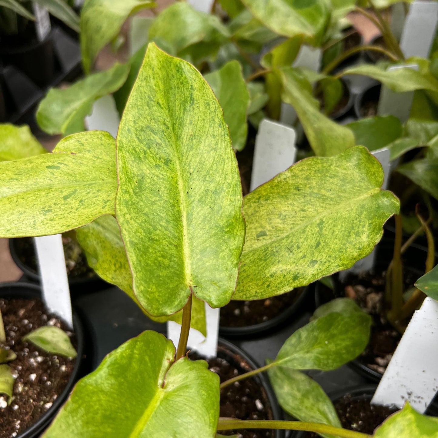 Philodendron Paraiso Verde