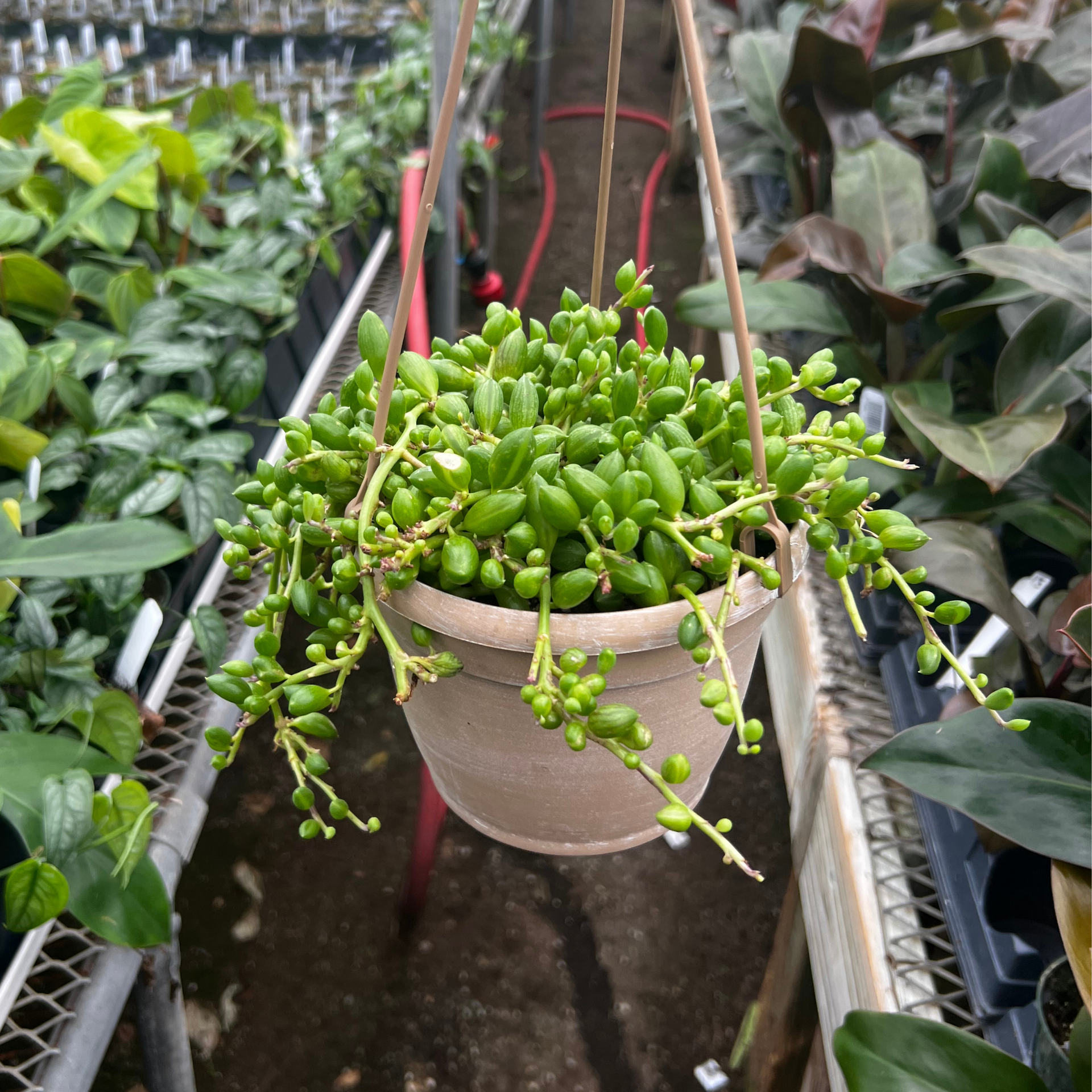 watermelon hanging plant String of Watermelons – Fantastic Gardens