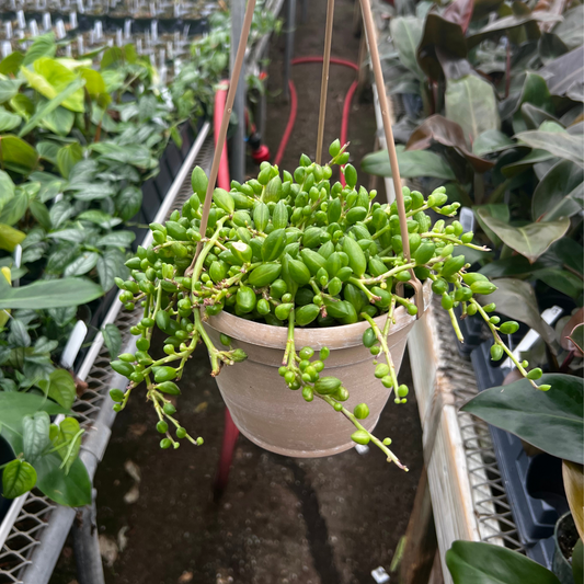 String of Watermelons