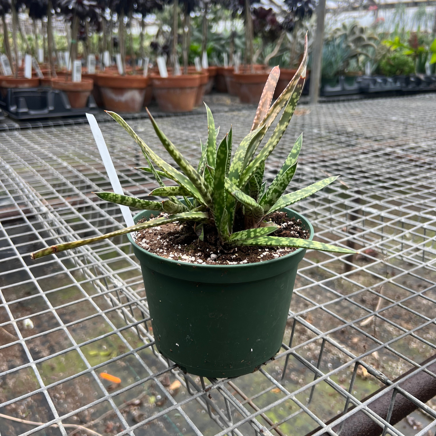 Gasteria Bicolor f. Caespitosa