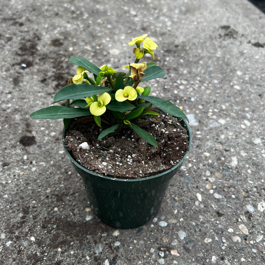 Euphorbia Milli Maxi - Crown of Thorns