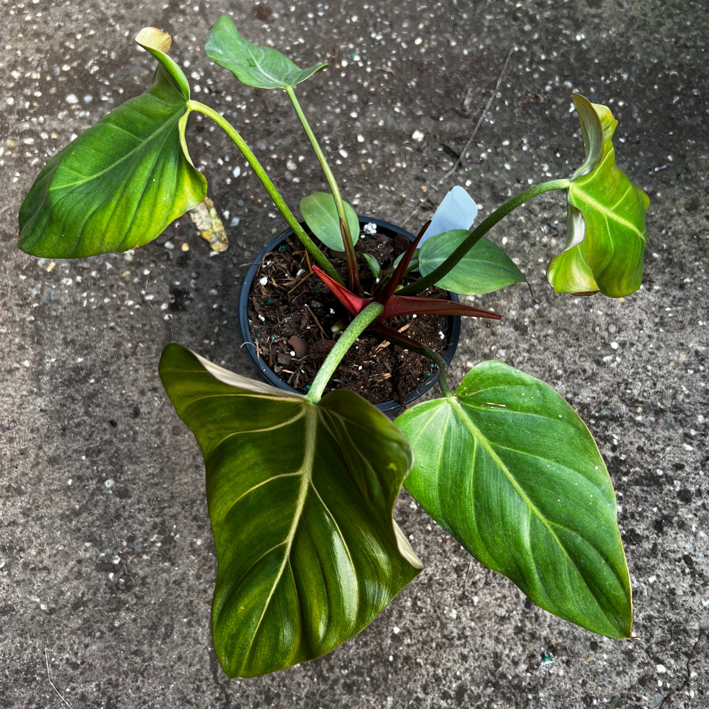 Philodendron Summer Glory