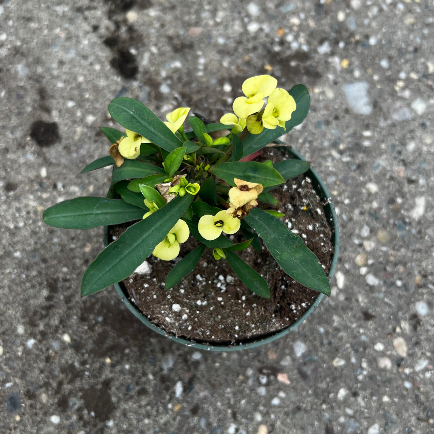 Euphorbia Milli Maxi - Crown of Thorns