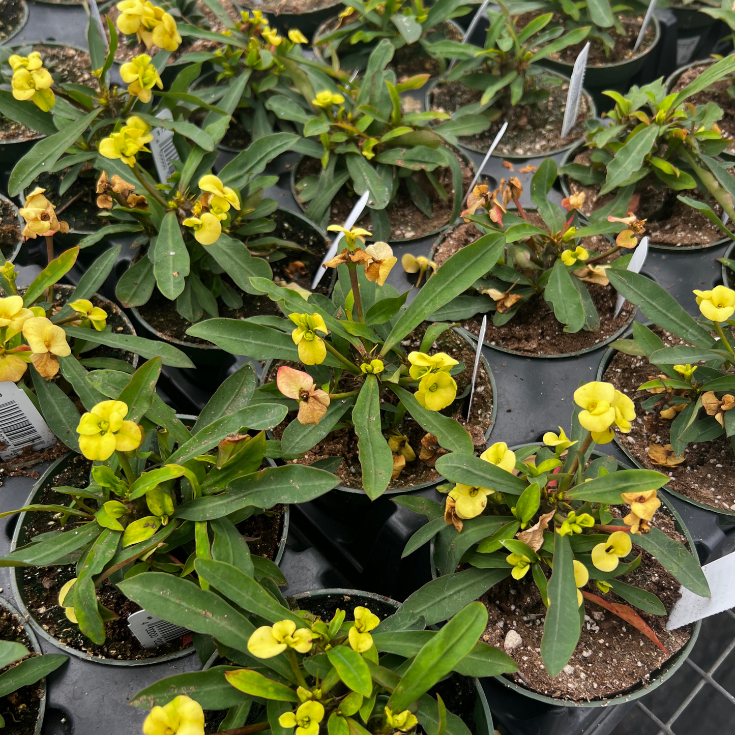 Euphorbia Milli Maxi - Crown of Thorns