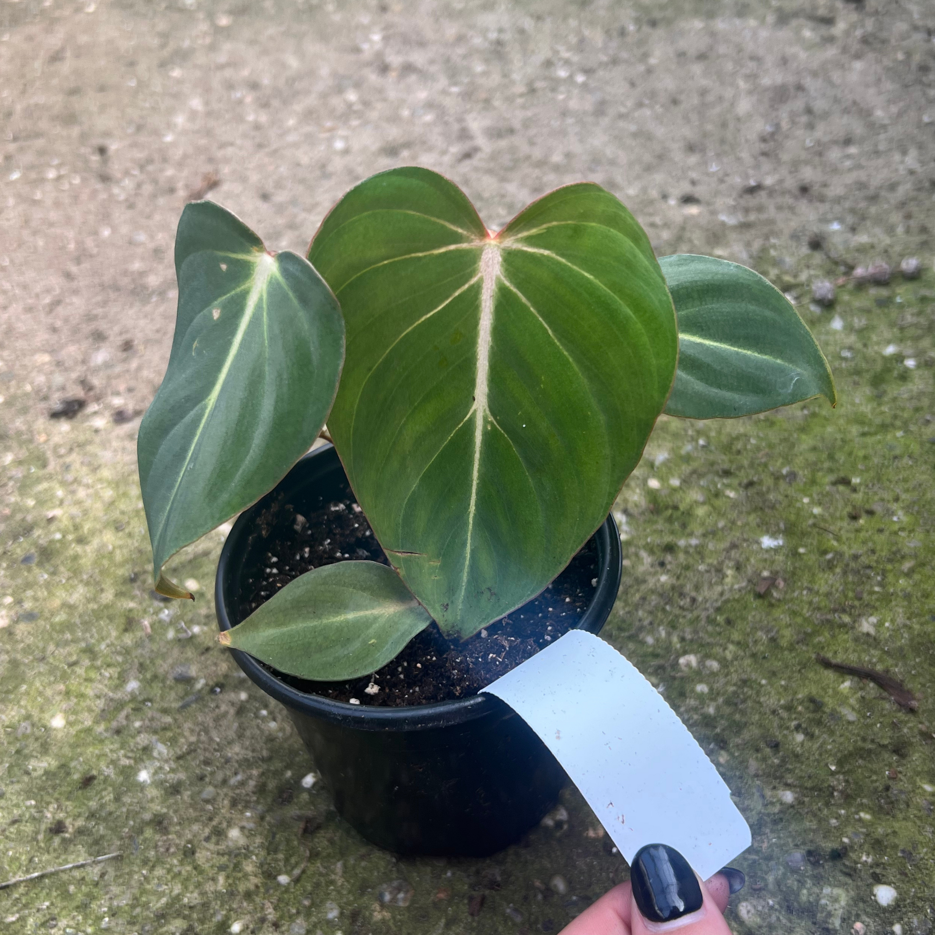 philodendron gloriosum soil Philodendron Gloriosum – Fantastic Gardens
