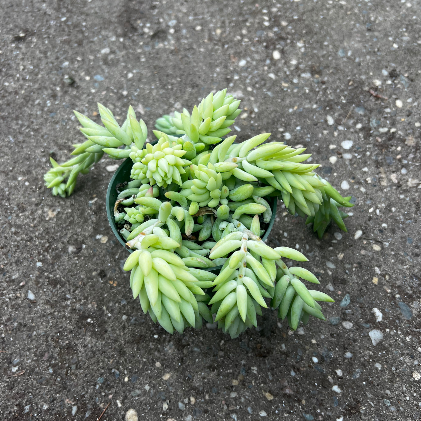 Sedum Burros Tail