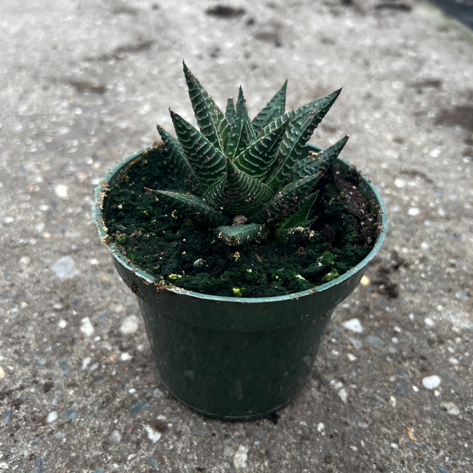 succulent haworthia limifolia Haworthia Limifolia – Fantastic Gardens
