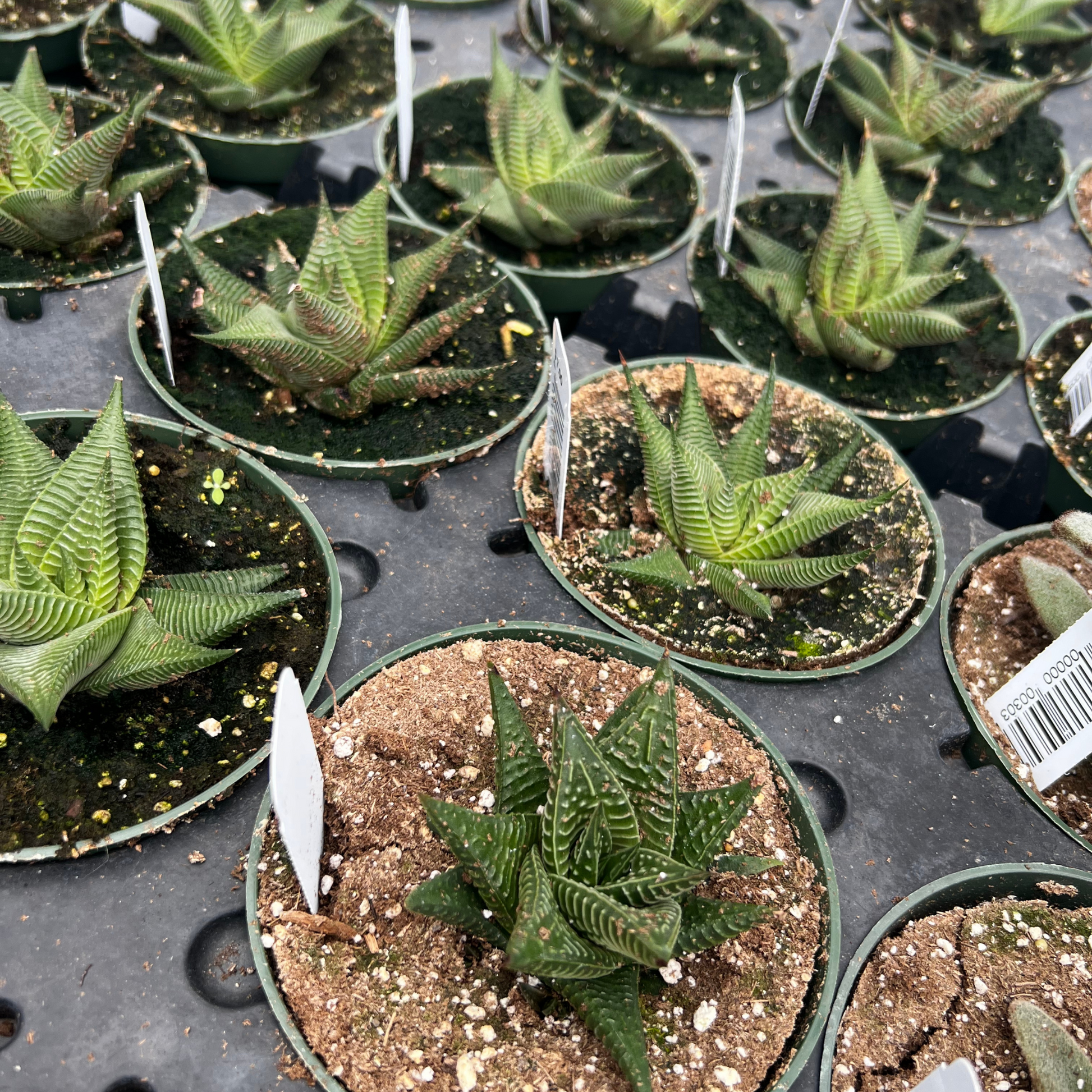 haworthia limifolia succulent Haworthia Limifolia – Fantastic Gardens