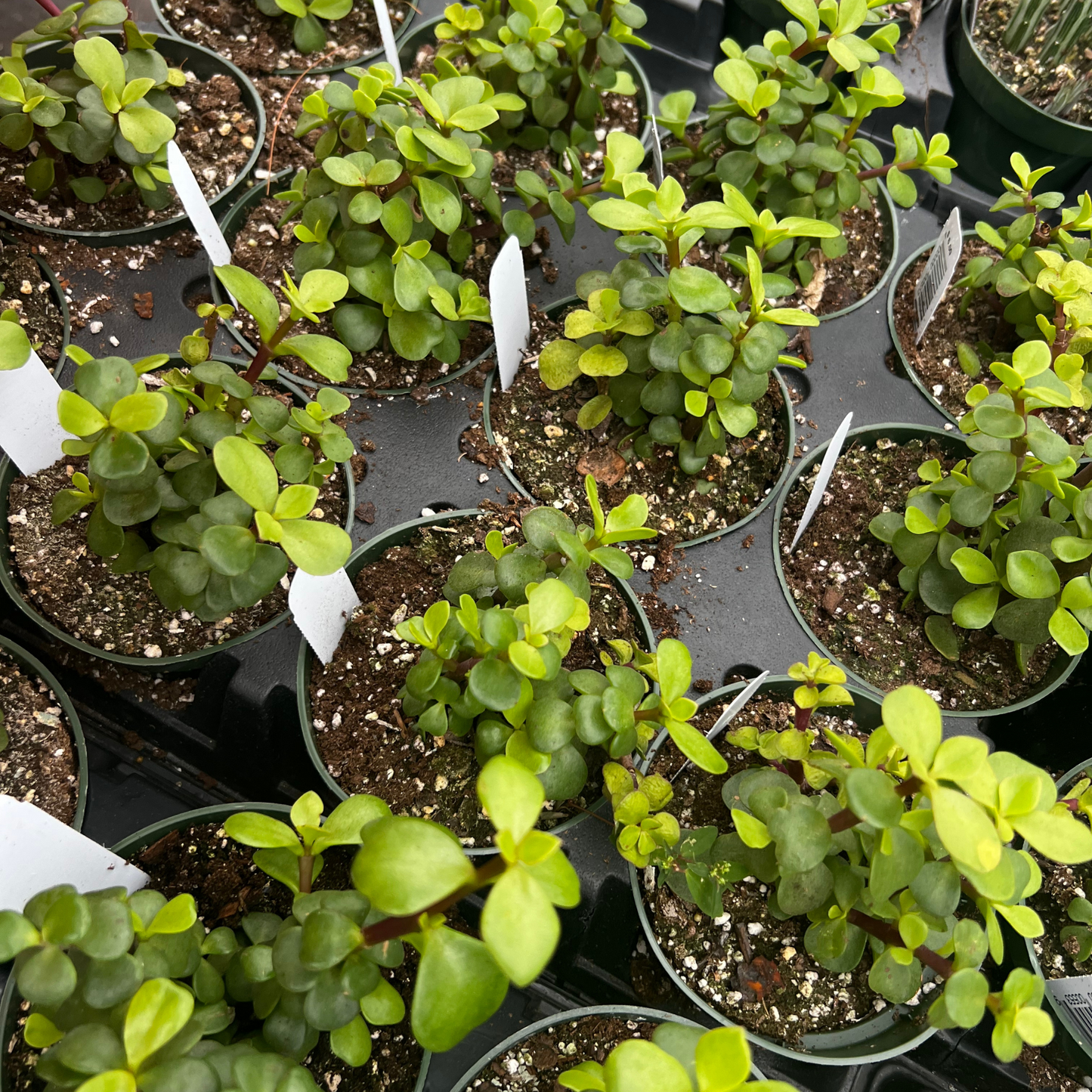 Portulacaria Afra