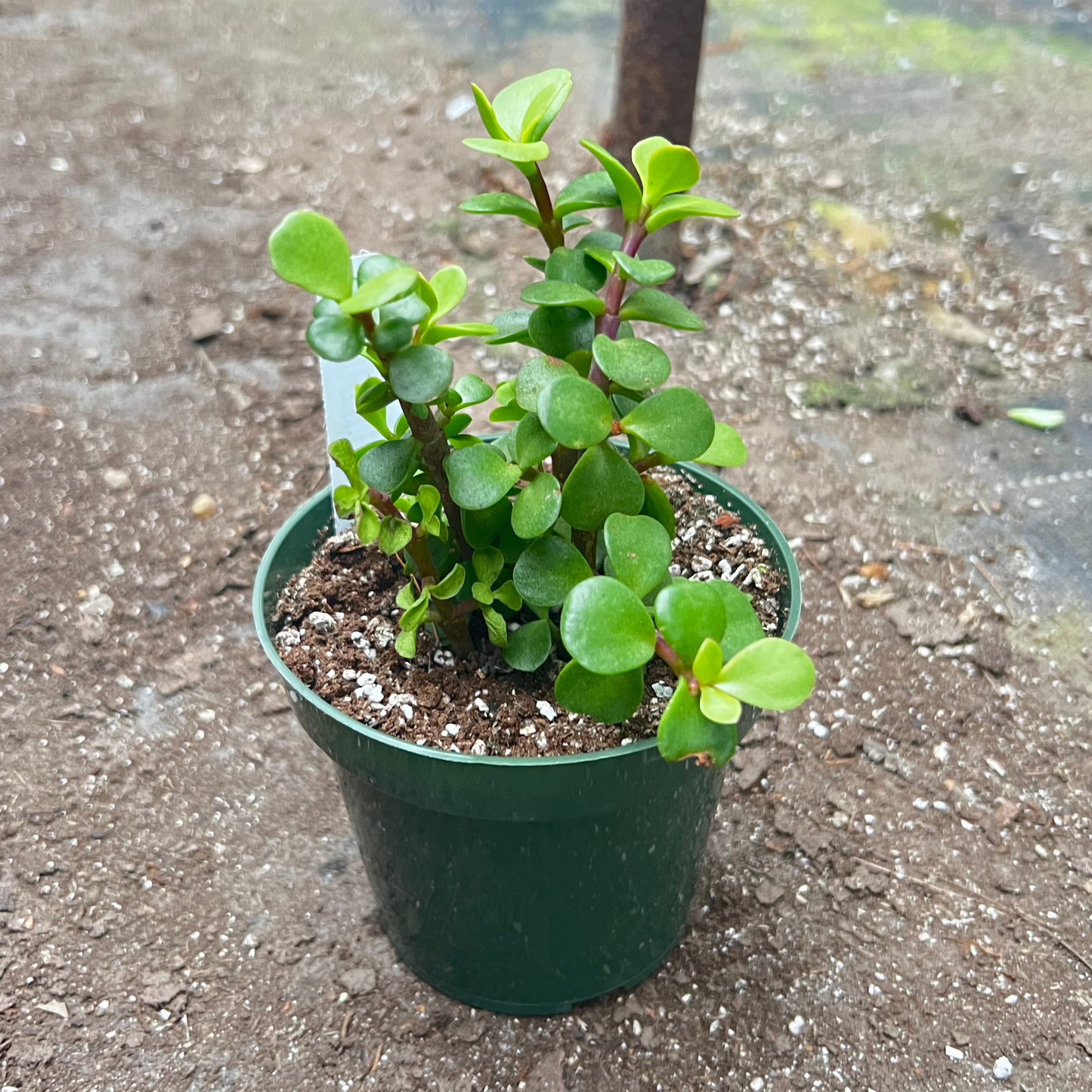 Portulacaria Afra