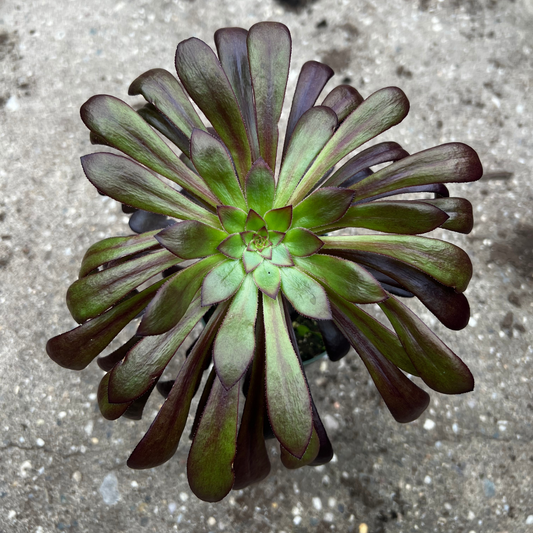 Aeonium Zwartkop