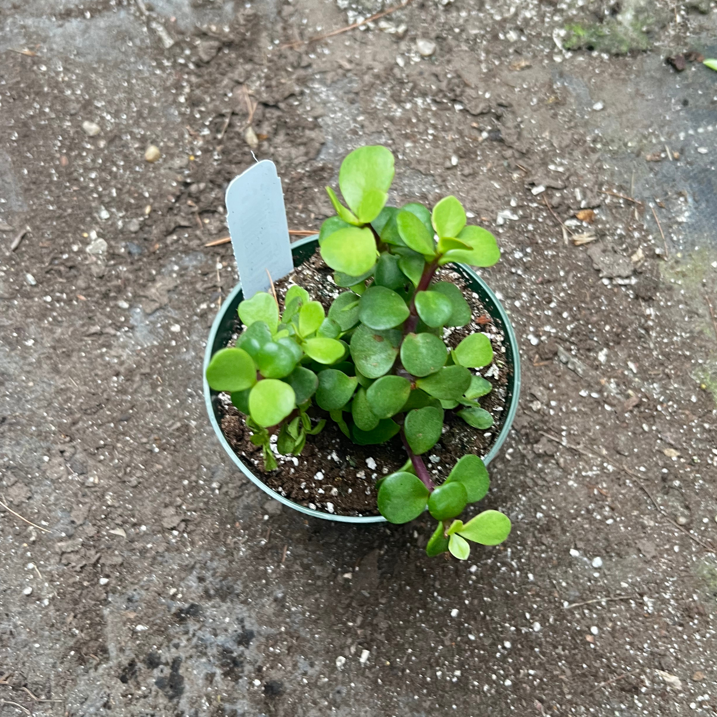 Portulacaria Afra