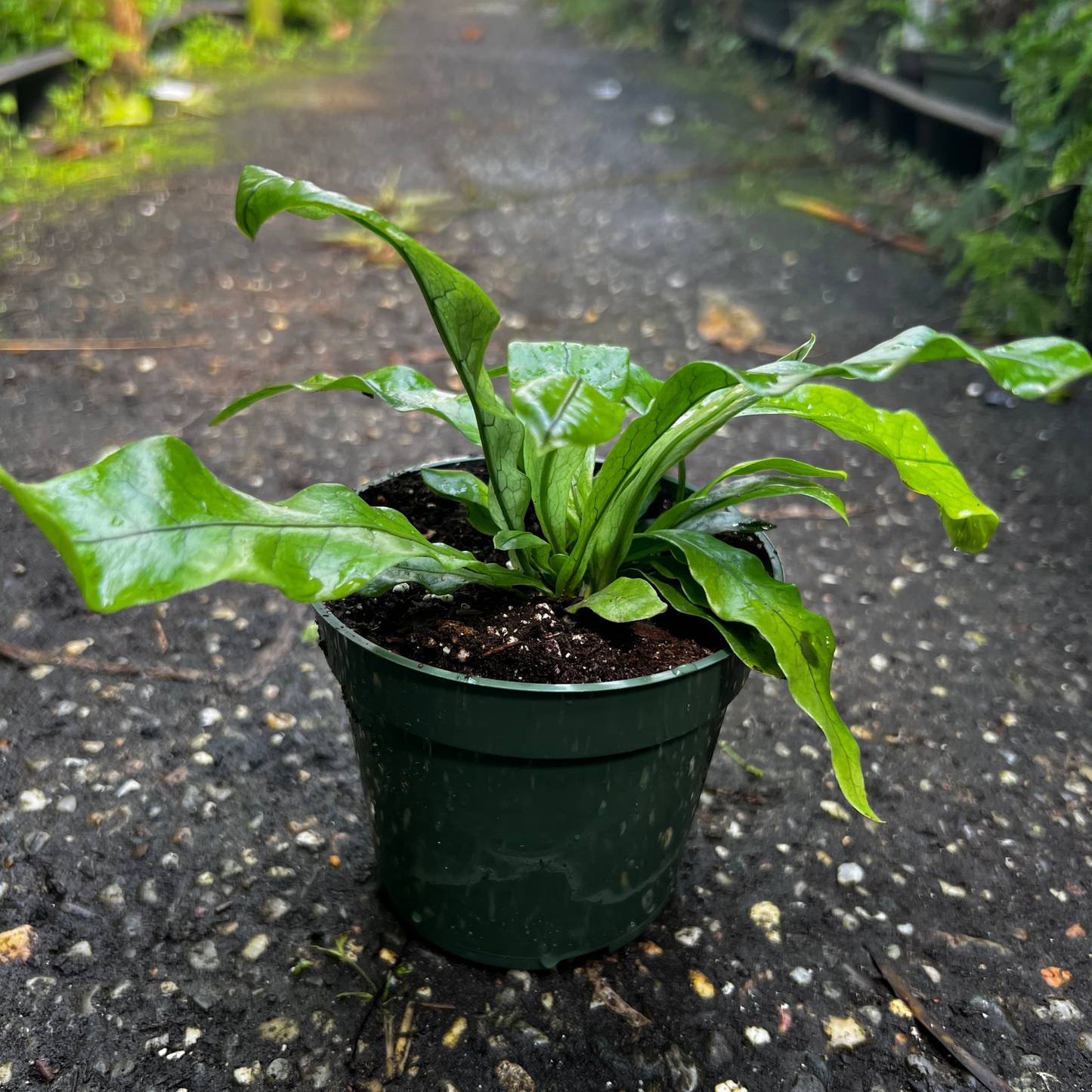 Crocodile Fern