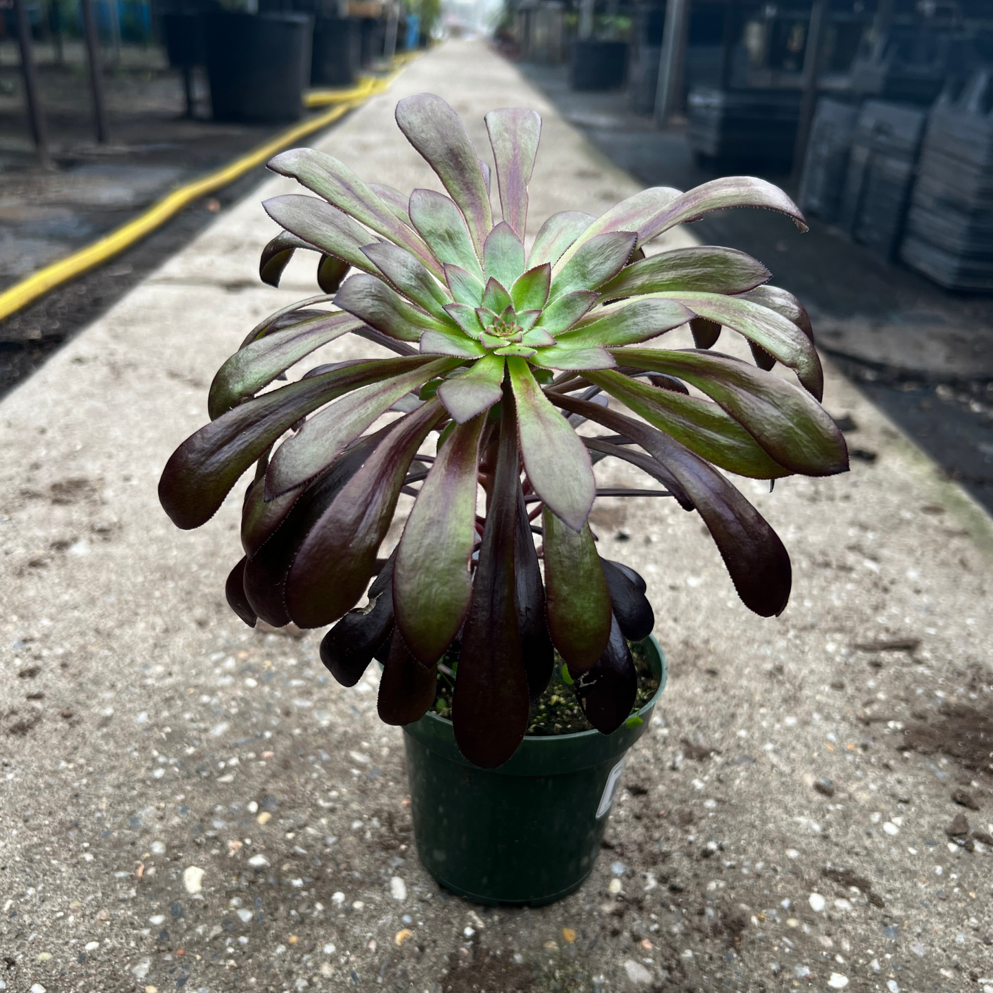 Aeonium Zwartkop