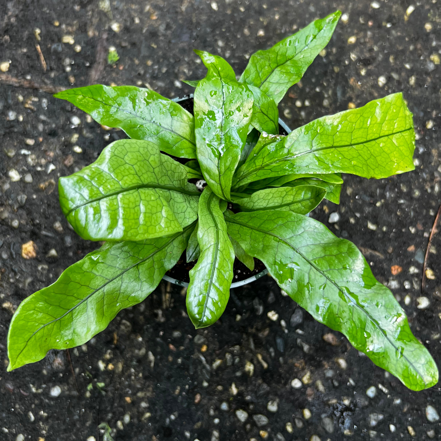 Crocodile Fern