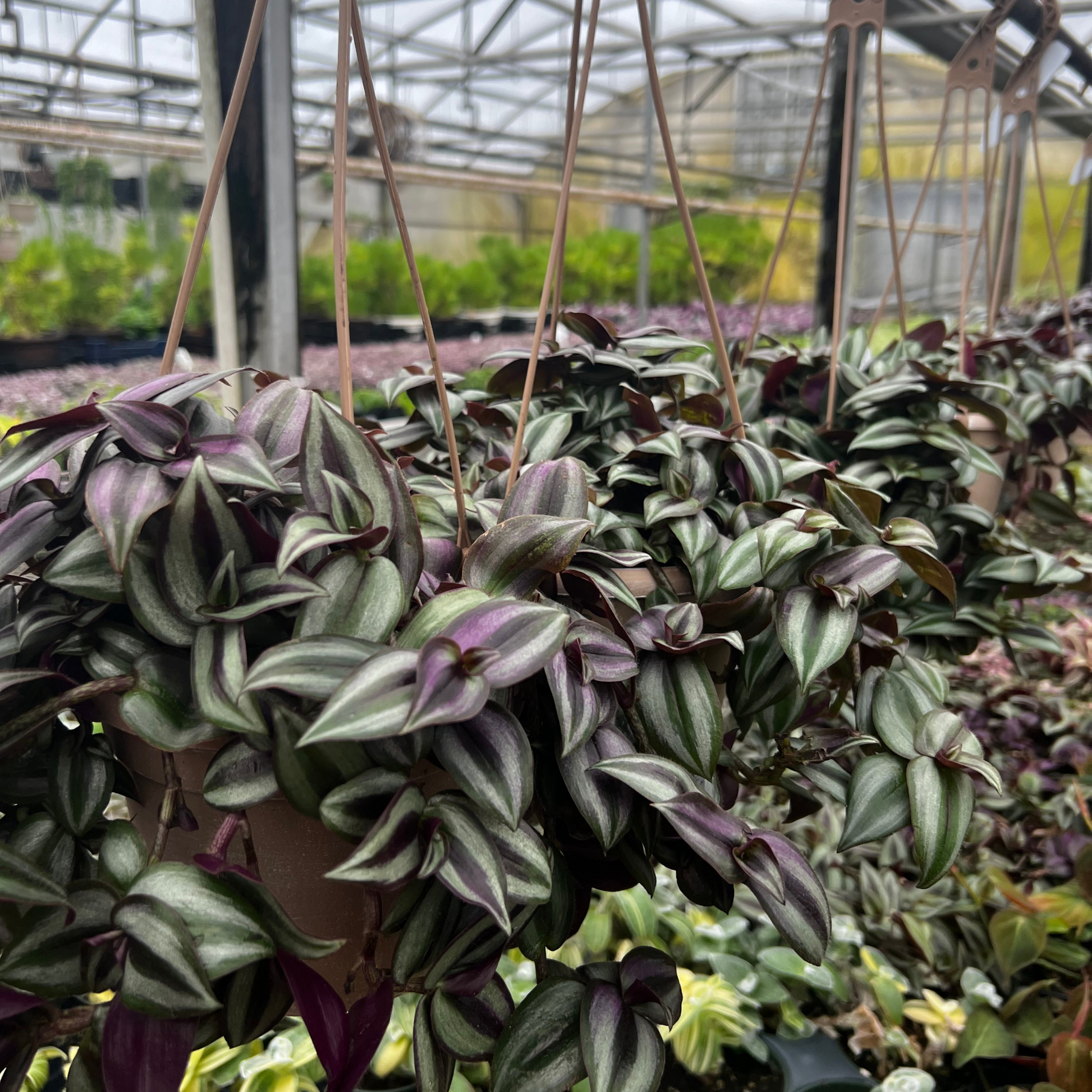 zebrina house plant Tradescantia Zebrina 4"