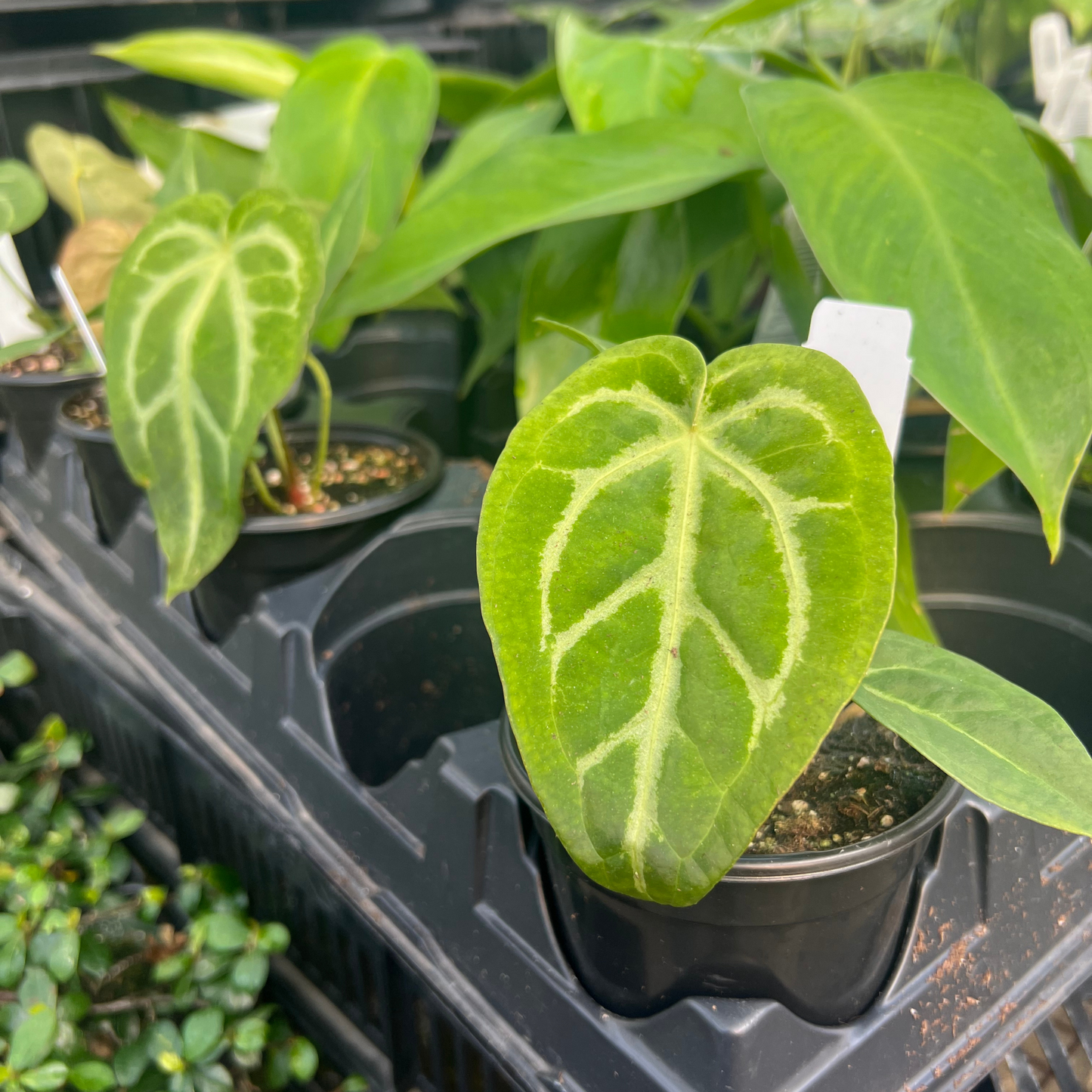 Anthurium Magificum