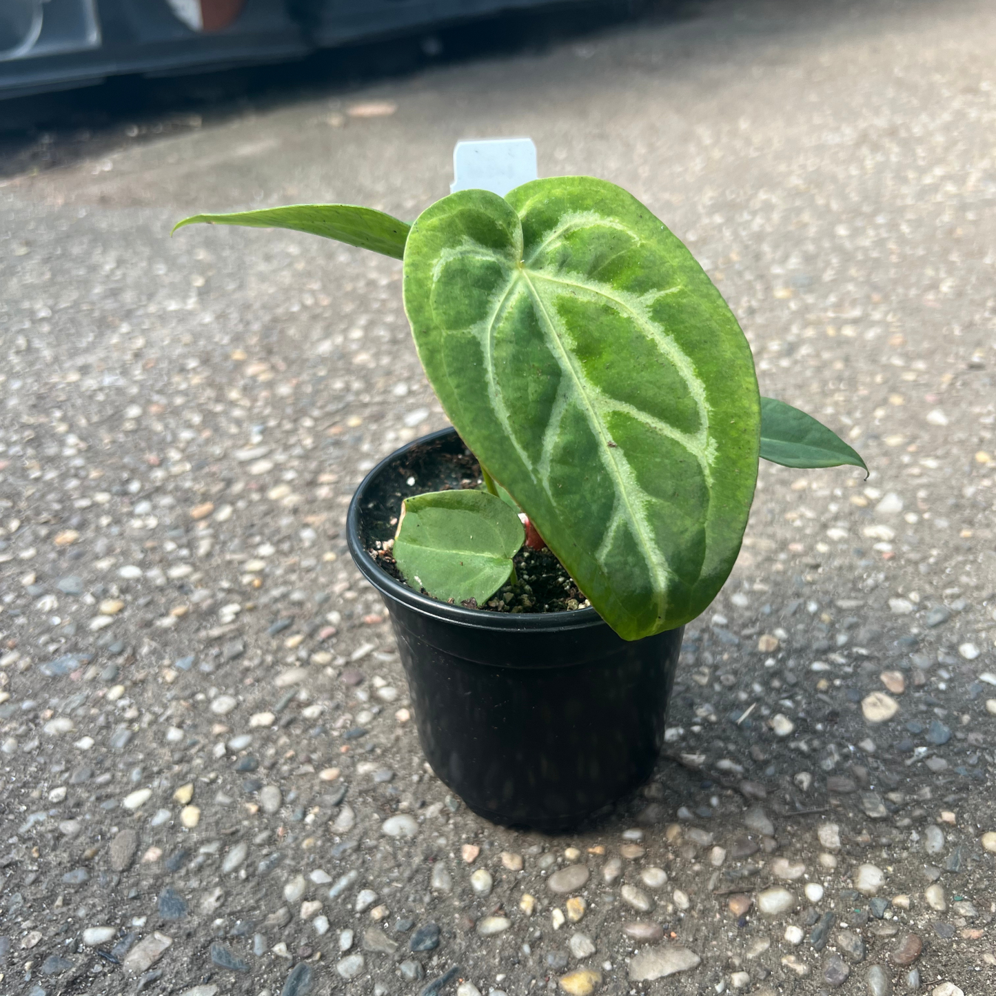 Anthurium Magificum