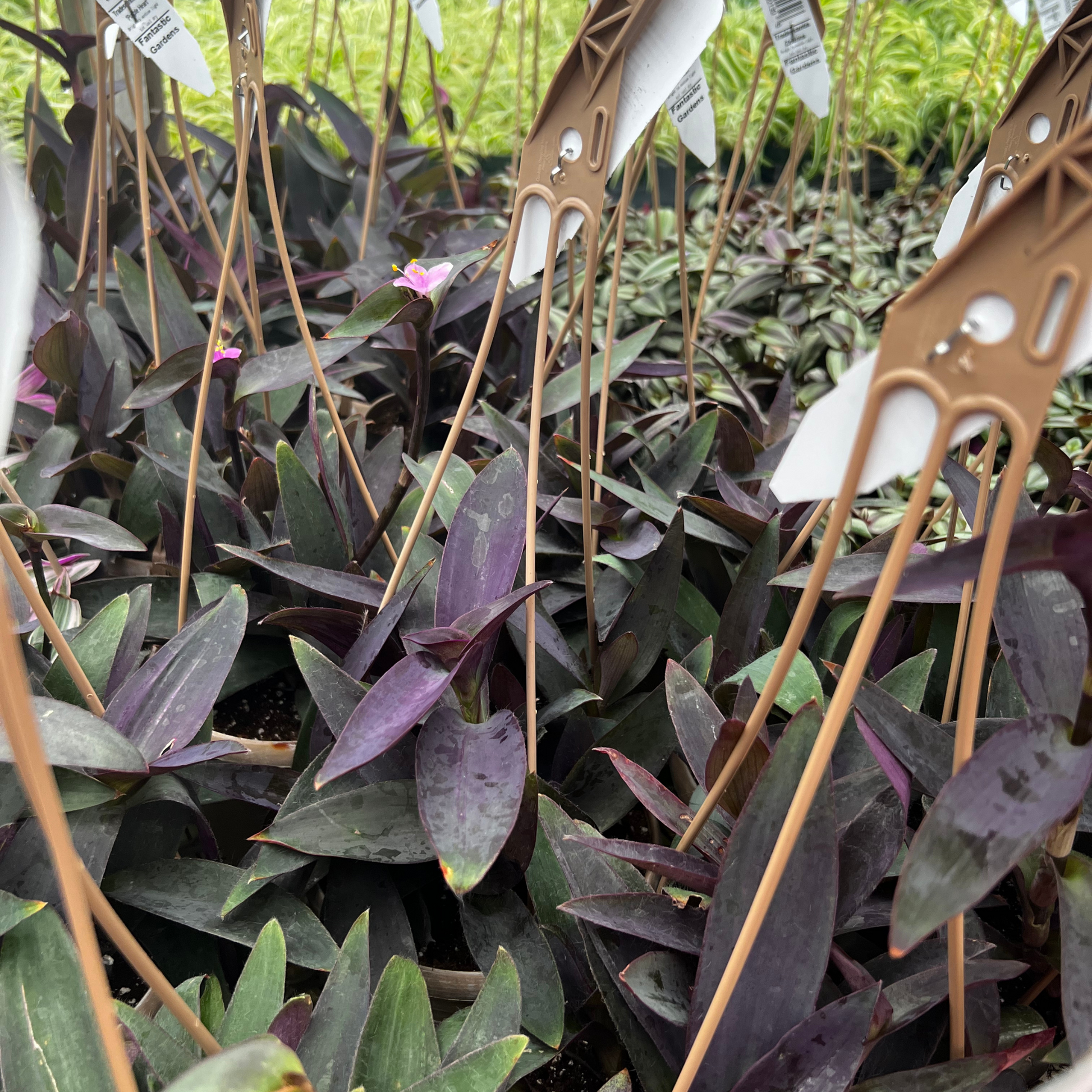 ECI Purple Heart Amarant Kantel 40 x 400 mm draai-hout klei ECI Purple Heart Amarant Kantel 40 x 400 mm draai-hout klei