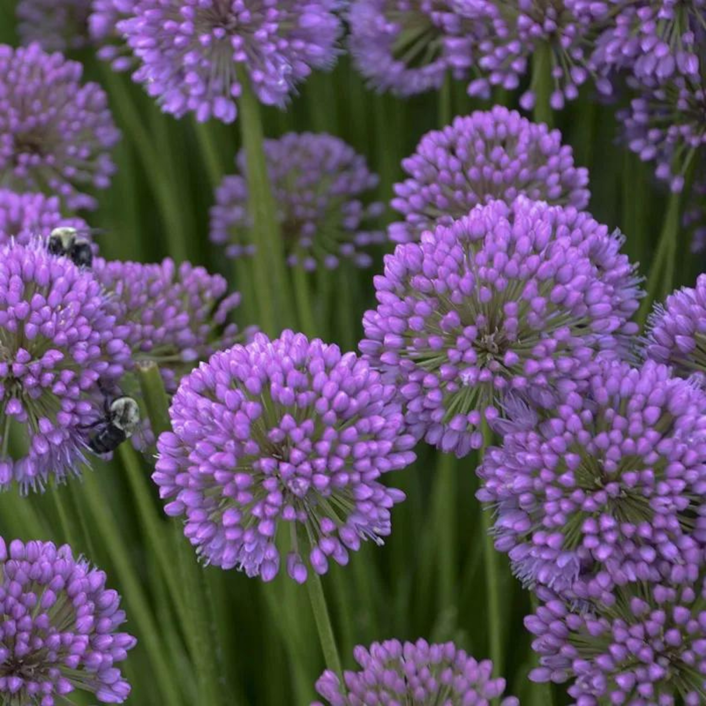 Allium senescens Millenium