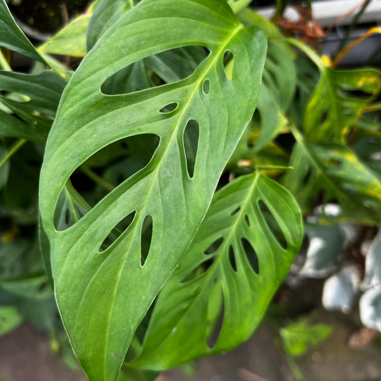Monstera Adansonii