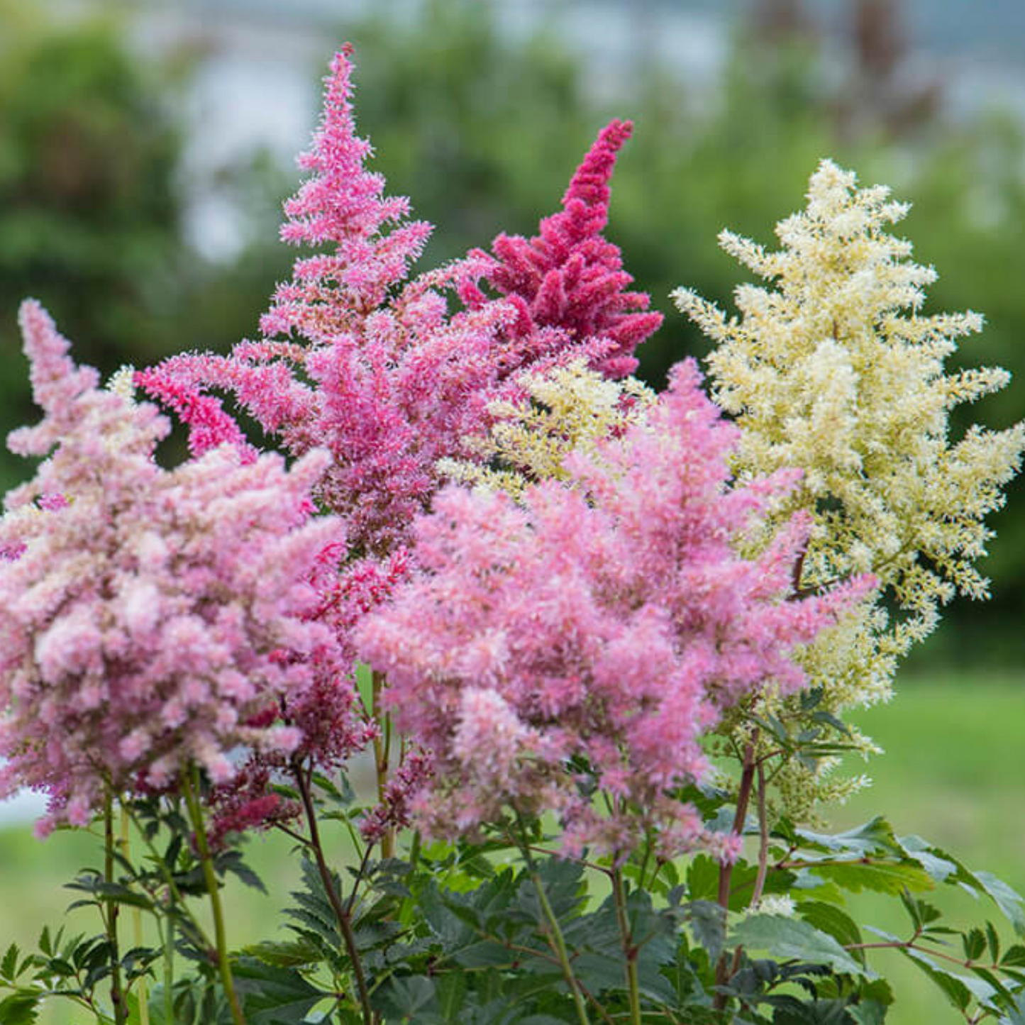 Astilbe arendsii Grande