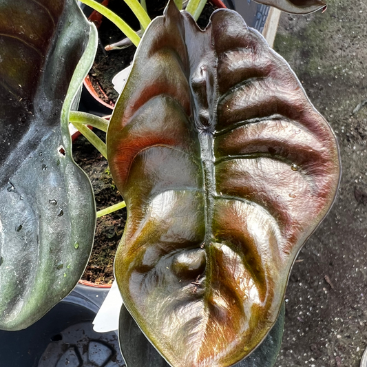 Alocasia Cuprea