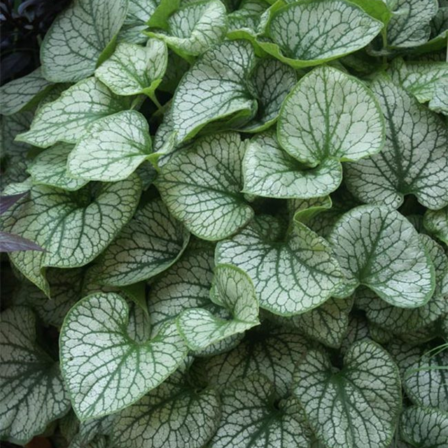 Brunnera macrophylla Frostbite