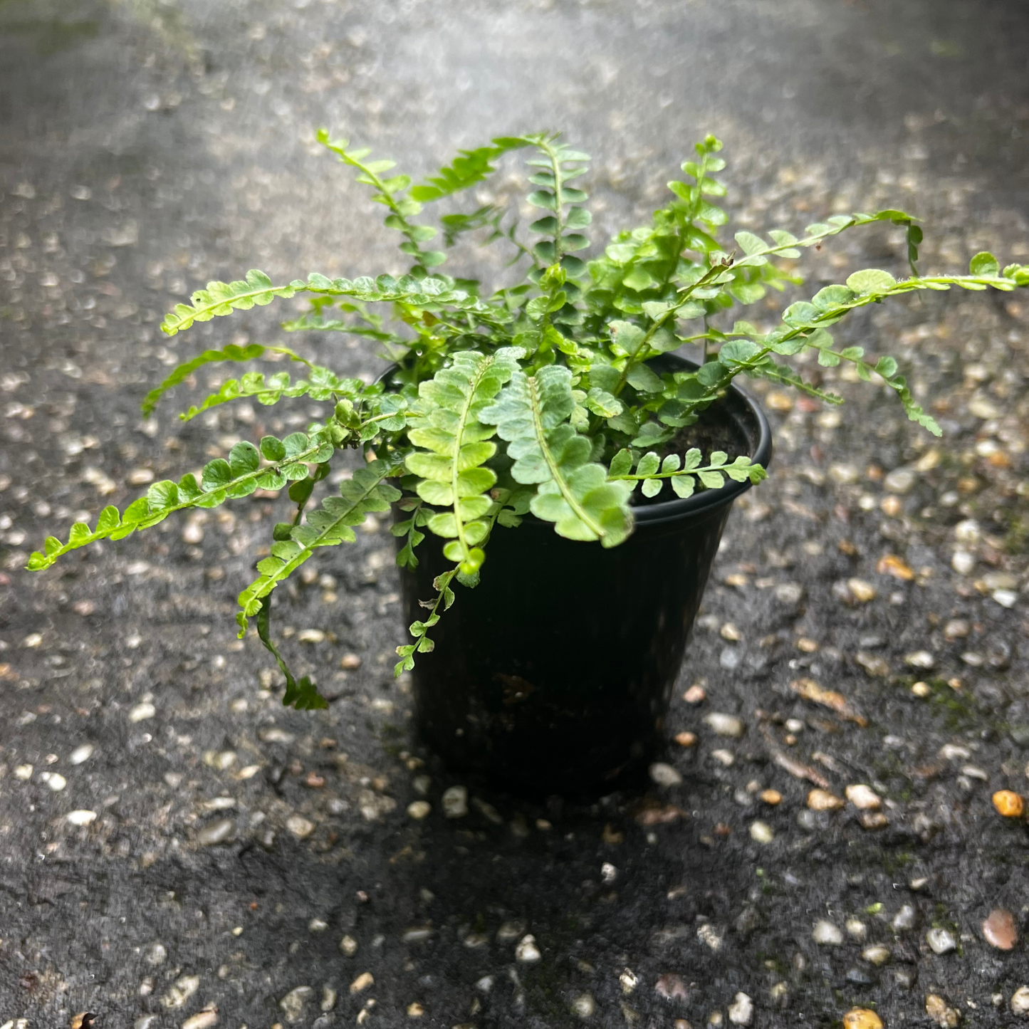 Lemon Button Fern