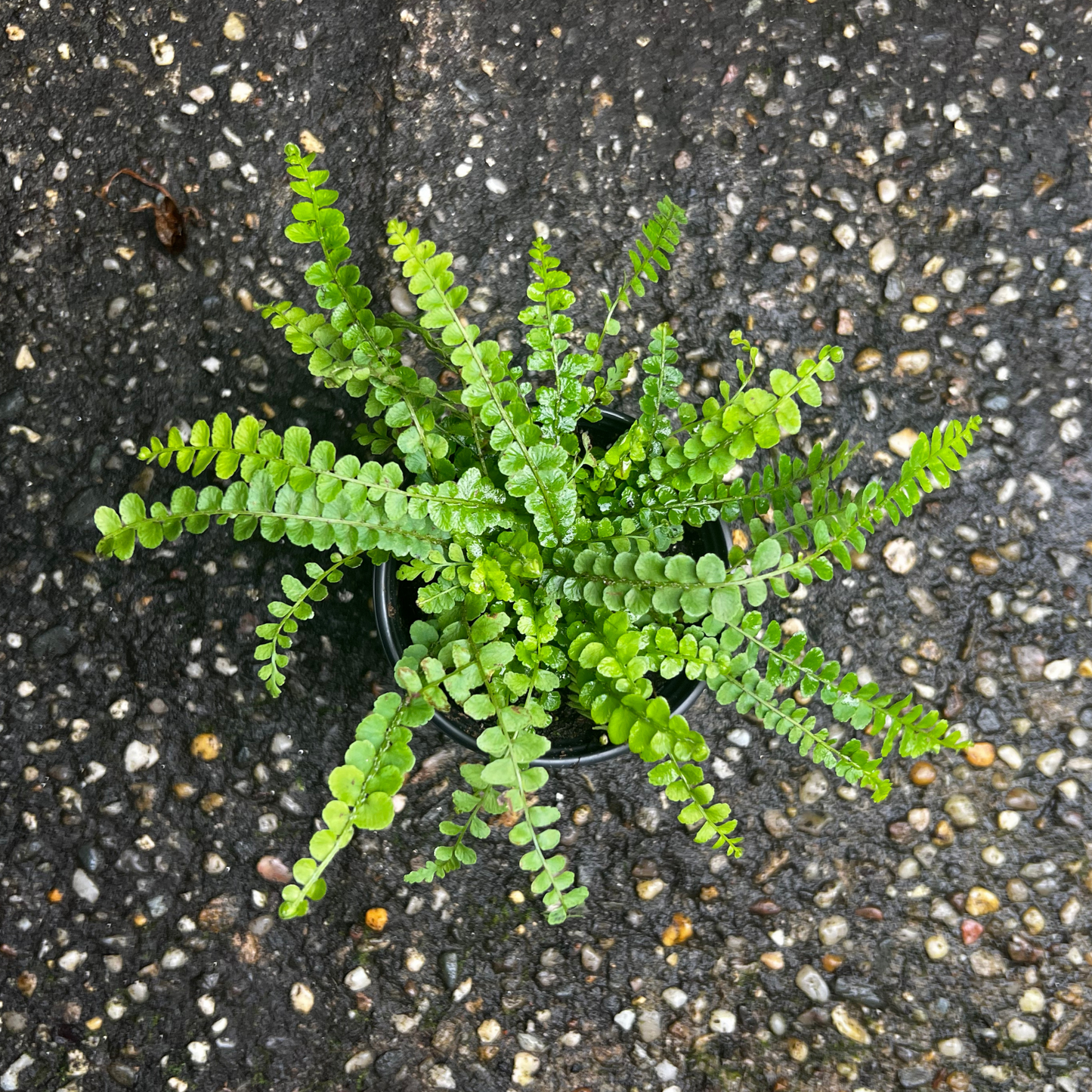 Lemon Button Fern