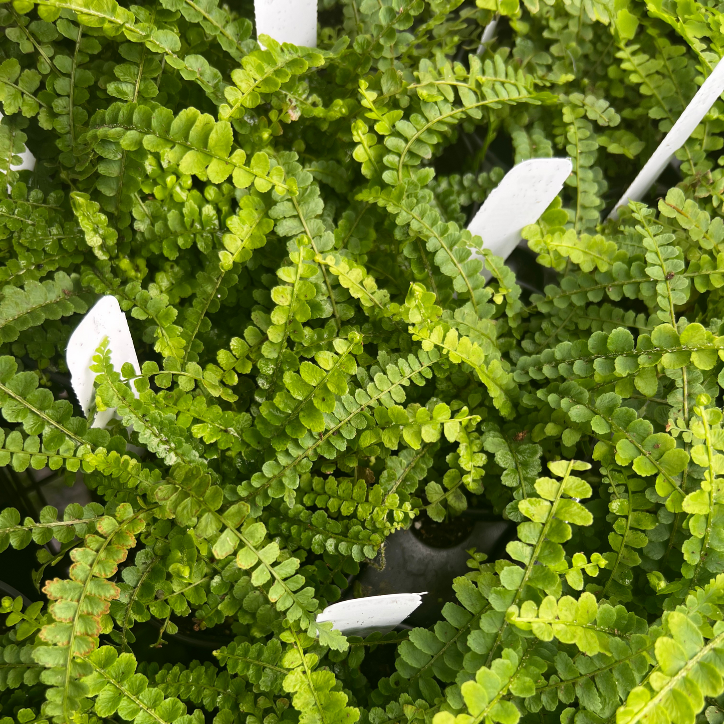 Lemon Button Fern