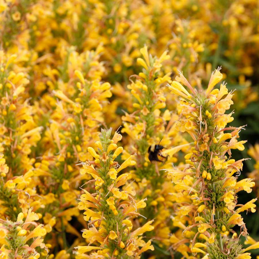 Agastache hybrid Poquito Butter Yellow