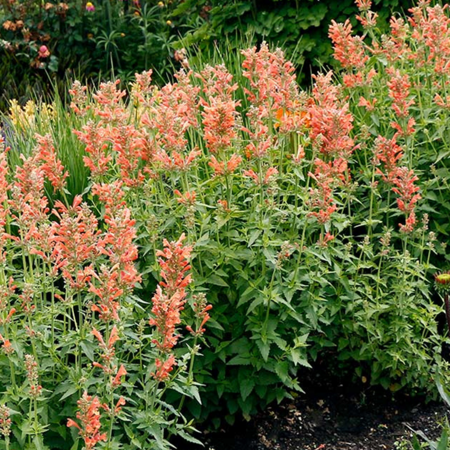 Agastache hybrid Poquito Orange