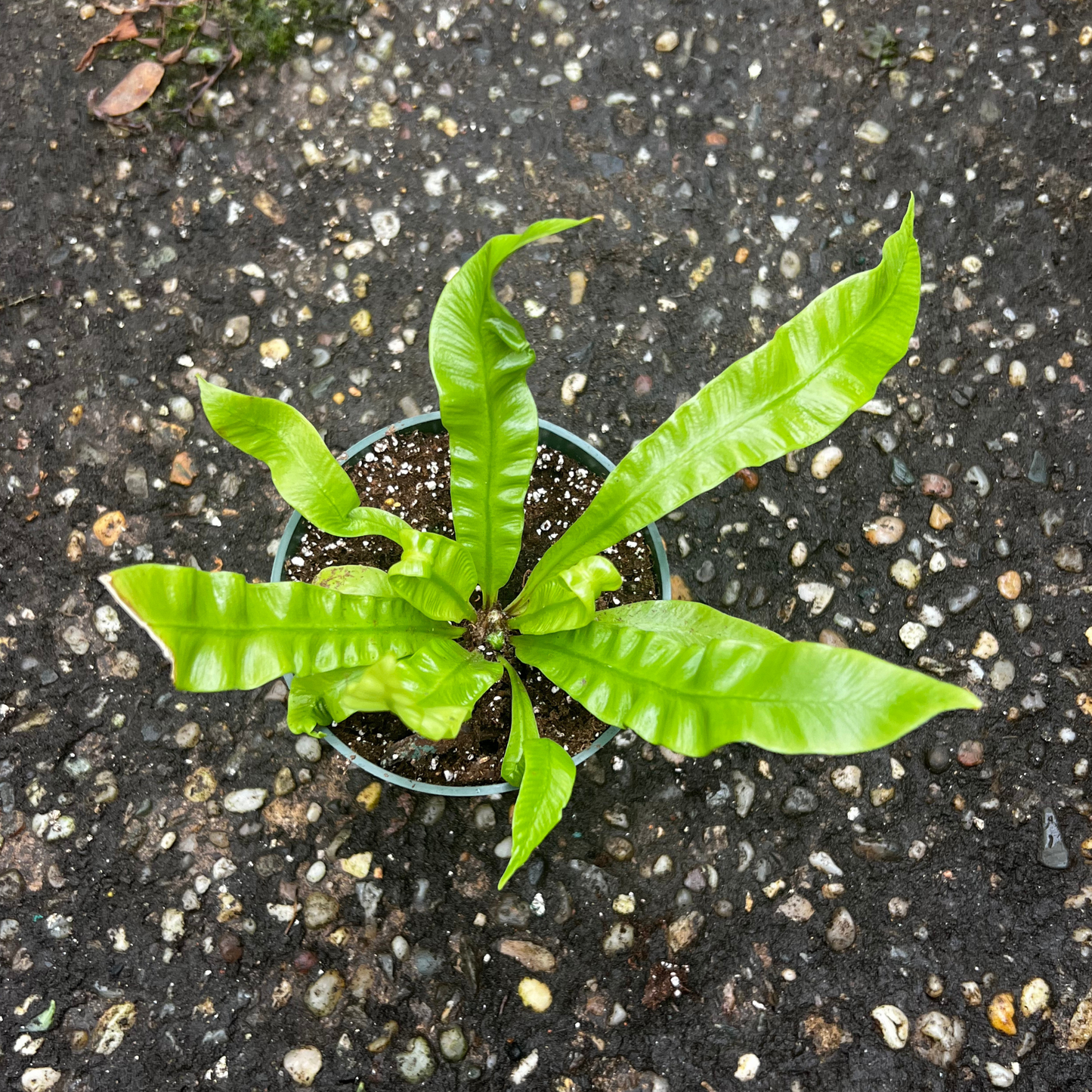 Crispy Wave Fern