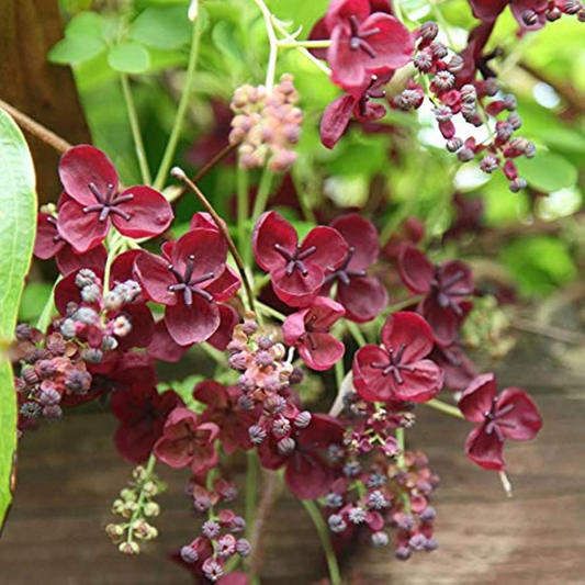 Akebia quinata Chocolate Vine