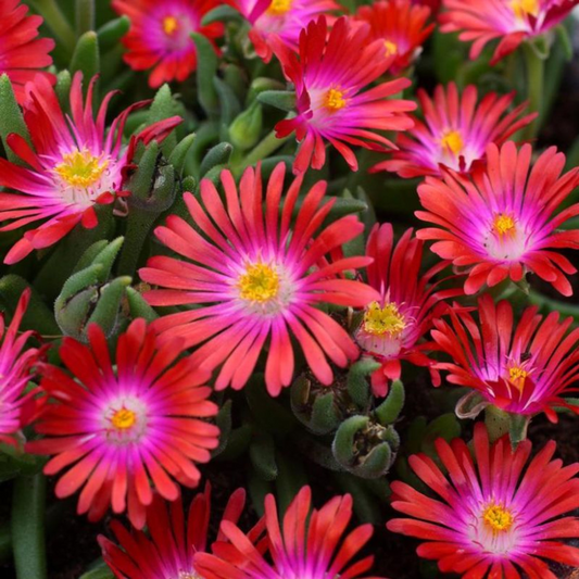 Delosperma Jewel of Desert Garnet