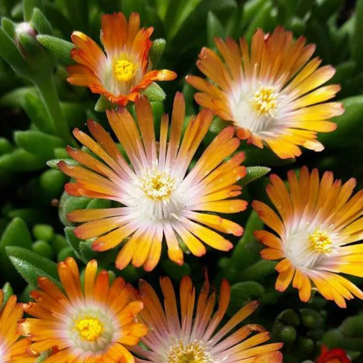 Delosperma Jewel of Desert Topaz