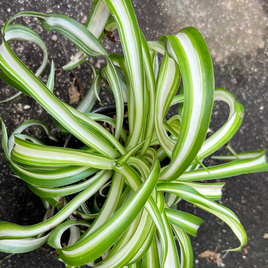 Spider Plant- Curly