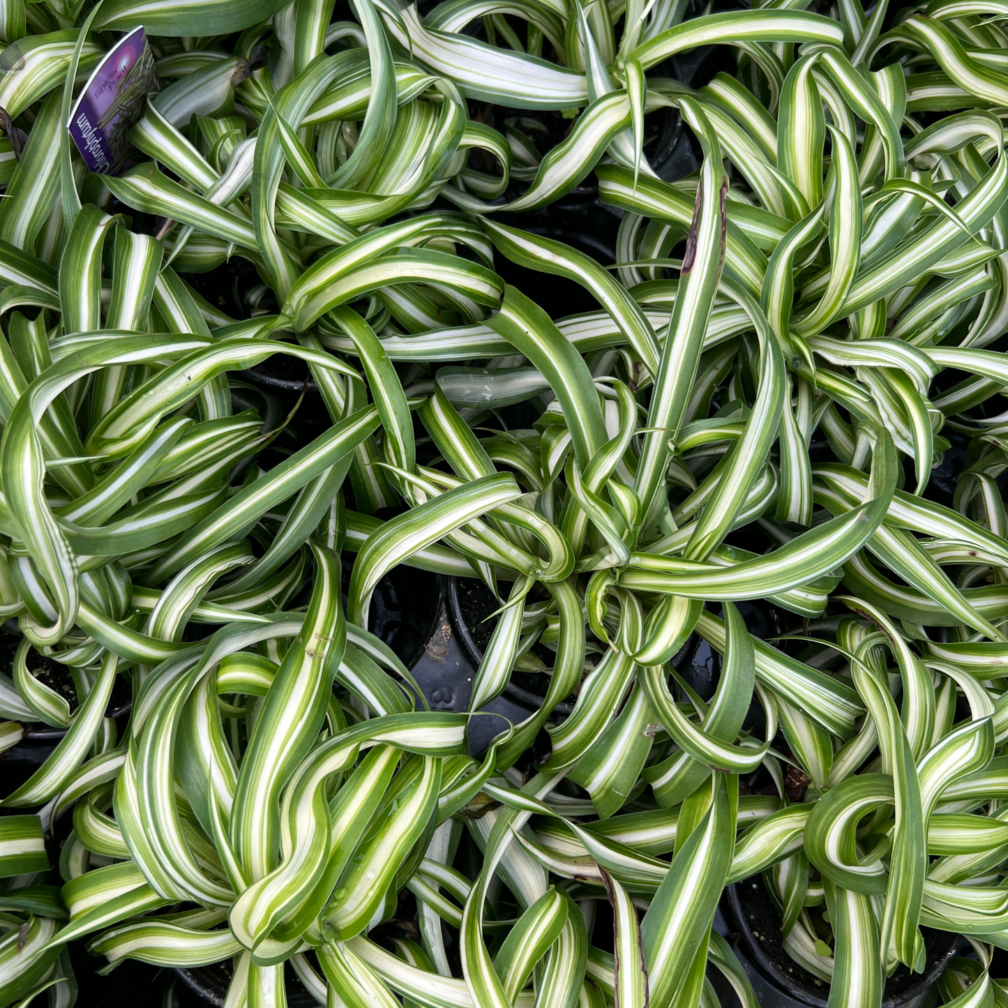 Spider Plant- Curly