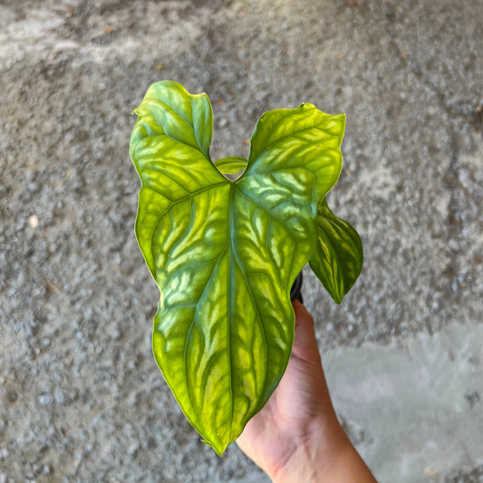 Cercestis Mirabilis
