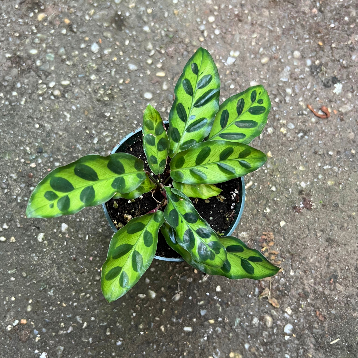 Calathea Rattlesnake