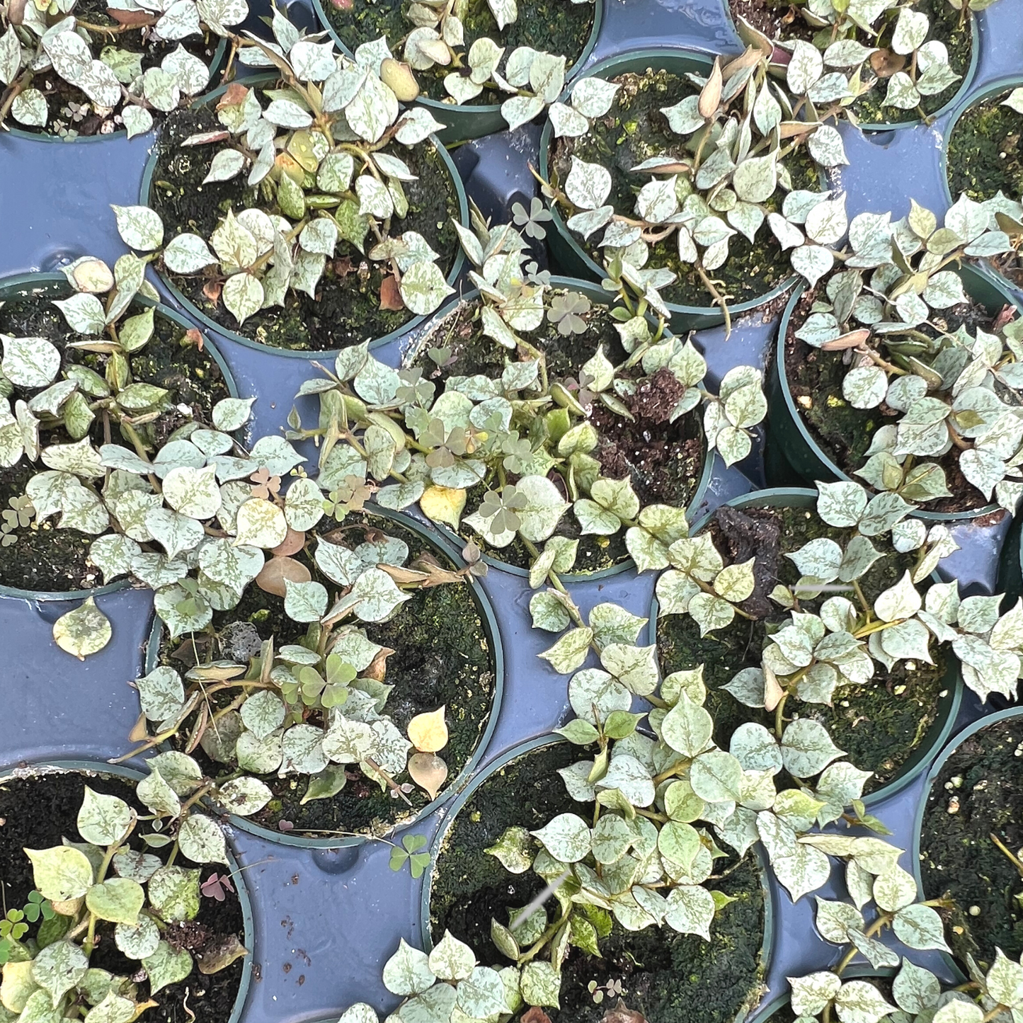 Hoya Curtisii