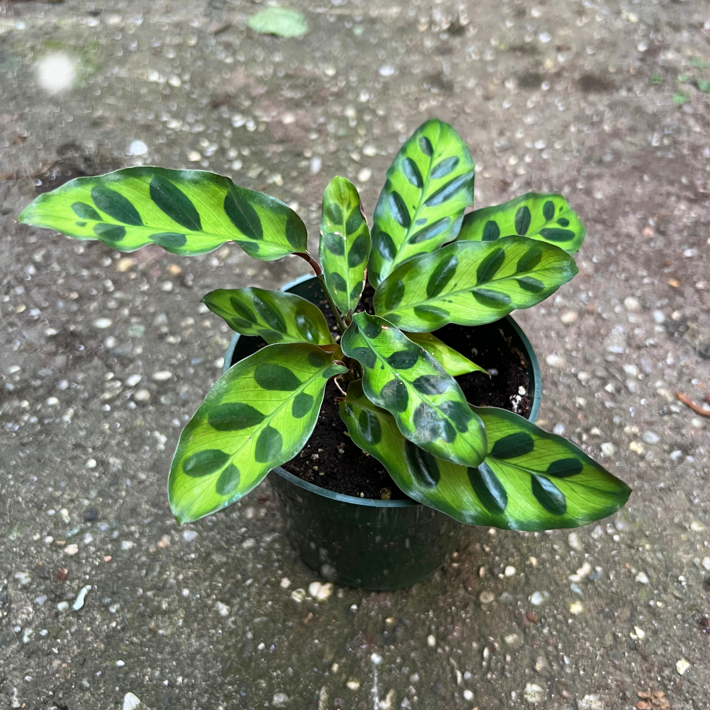 Calathea Rattlesnake