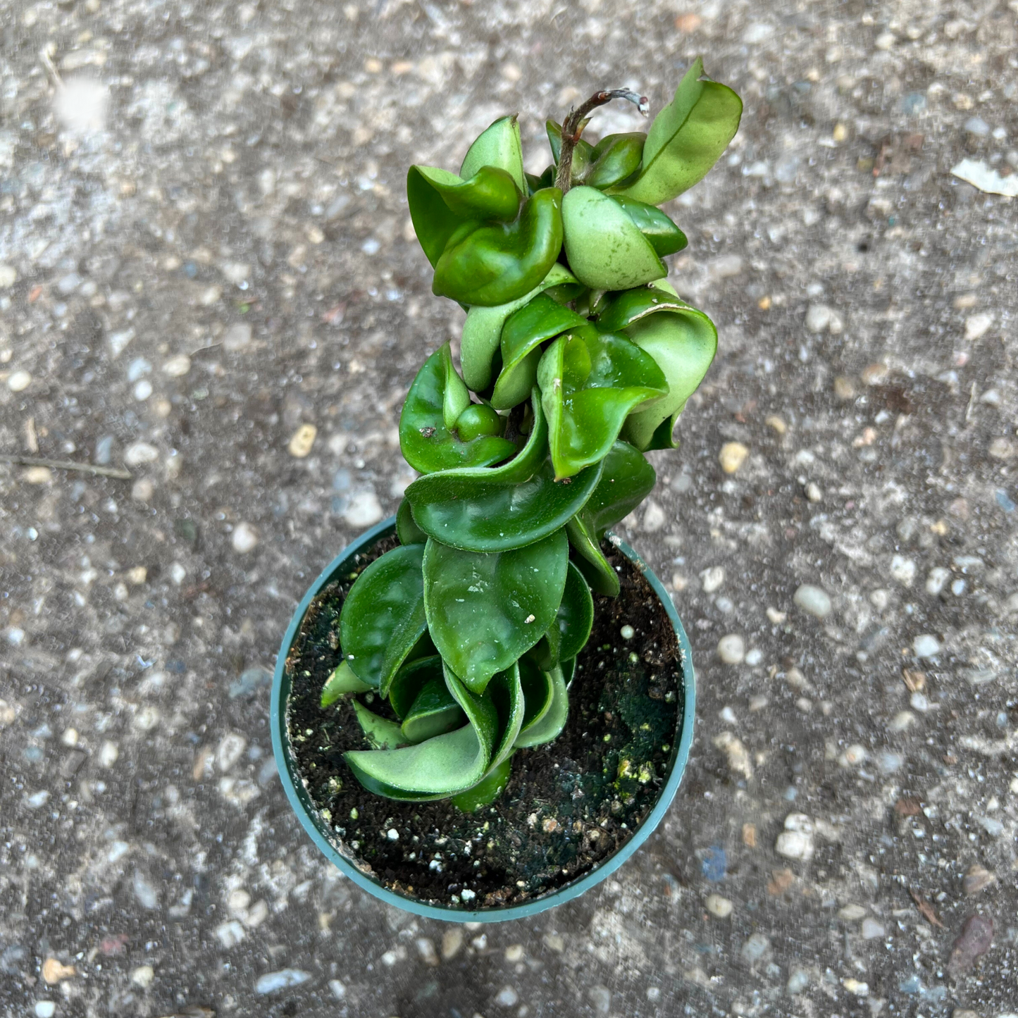 Hoya Carnosa Compacta Rope