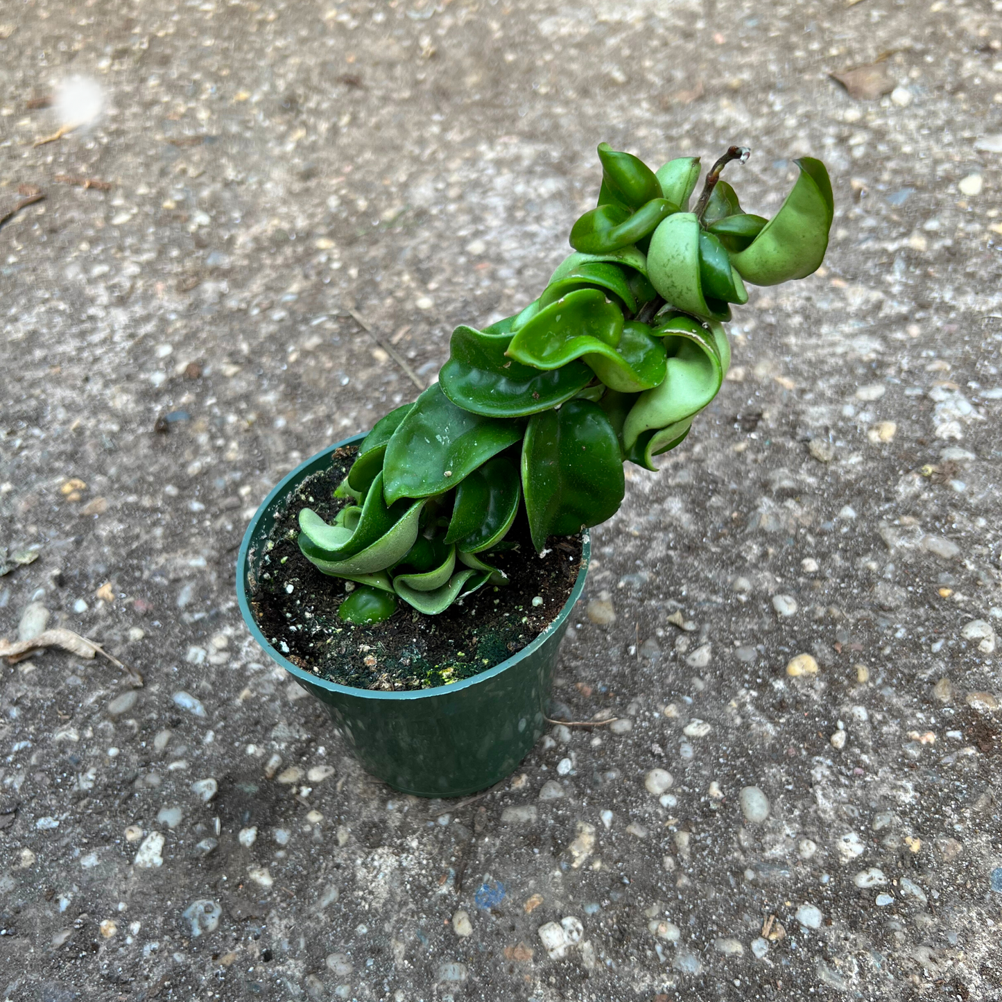 Hoya Carnosa Compacta Rope